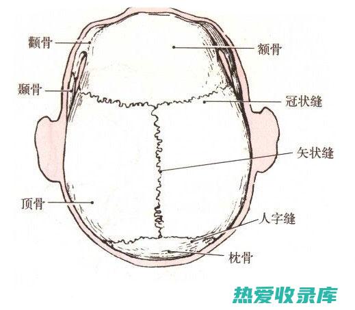 颅骨(颅骨解剖图)