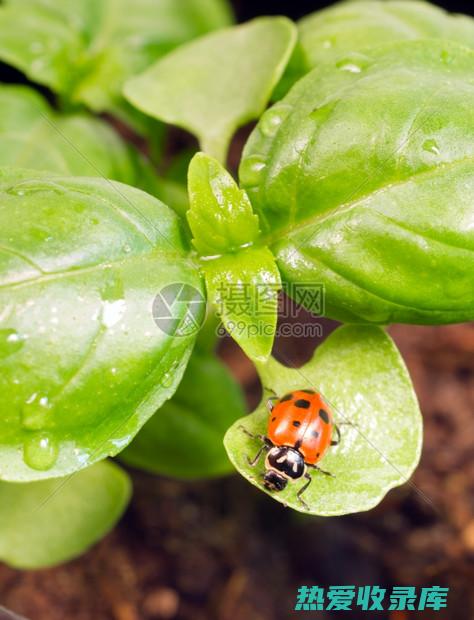 直接食用：直接食用中药蜂蜜，可以快速补充能量和营养。(直接饮用)