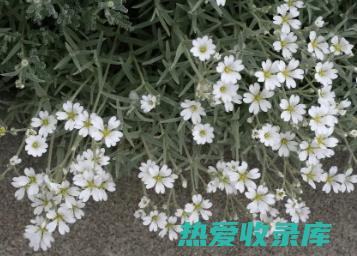 霞草是什么