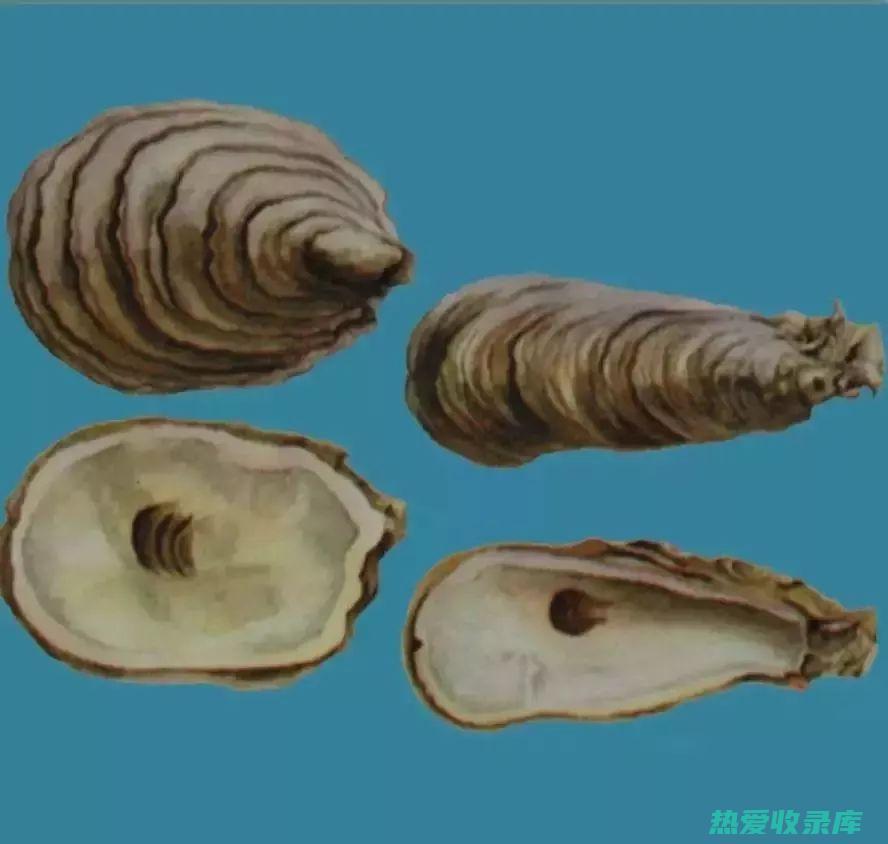 中药牡蛎：揭秘古代养生秘方 (牡蛎中药的功效与作用)