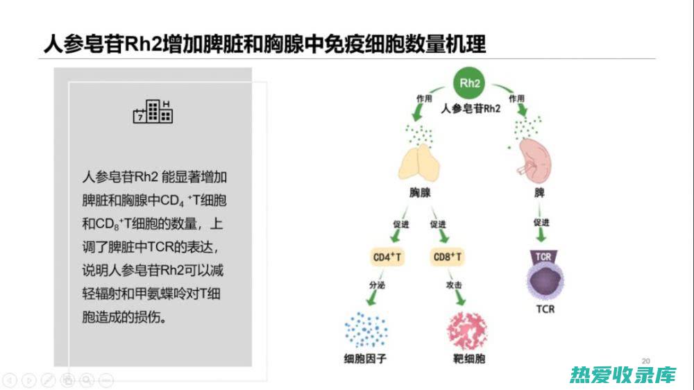 调节免疫：如石斛、黄芪、当归(调节免疫能力)