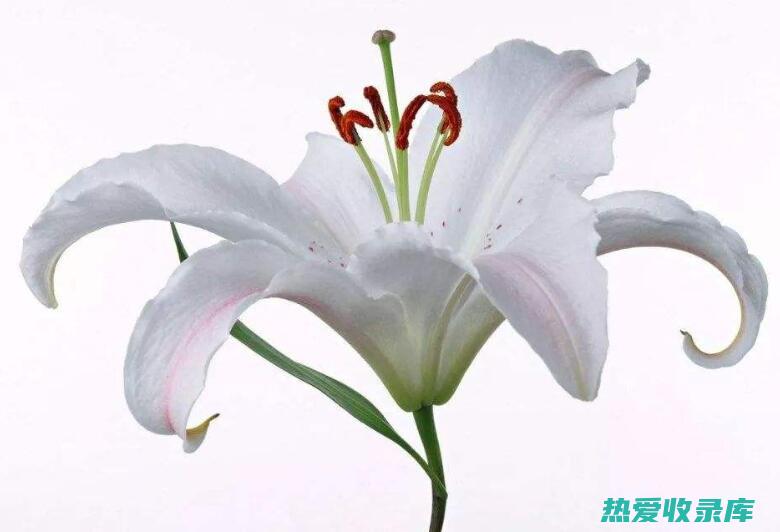 花：两性花，聚伞花序，着生于叶腋，花冠白色或淡紫色，花期4-6月。 (两性花的定义)