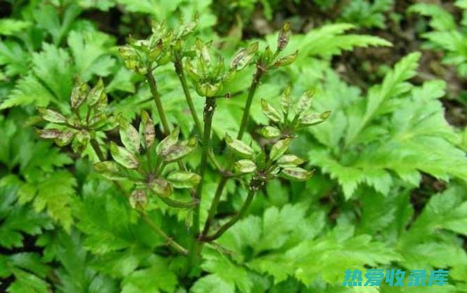 黄连：一种毛茛科植物，具有清热燥湿、泻火解毒的功效。(黄连毛图片)
