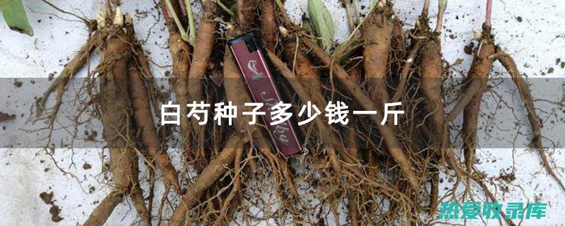 白芍：一种毛茛科植物，具有养血柔肝、敛阴止汗的功效。(【白芍】白芍的功效与作用)