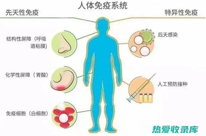 免疫调节：人参可以调节免疫功能，增强免疫细胞活性，提高免疫力。(免疫调节剂是什么药)