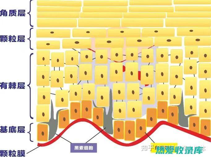 改善头皮环境：中药中的一些成分具有抗炎、止痒、去屑等功效，可以改善头皮环境，为头发的健康生长创造有利条件。(改善头皮环境的洗发水)