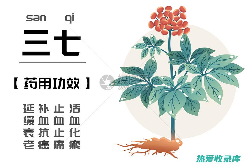 中药广三七：神奇的植物，拥有广泛的治疗益处 (中药广三七别名)