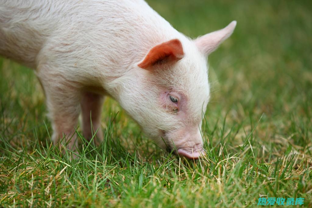 补血益气：猪肚含有丰富蛋白质和铁，阿胶具有补血养血的作用，两者结合可有效补血益气，改善贫血症状。(猪补气养血的药)