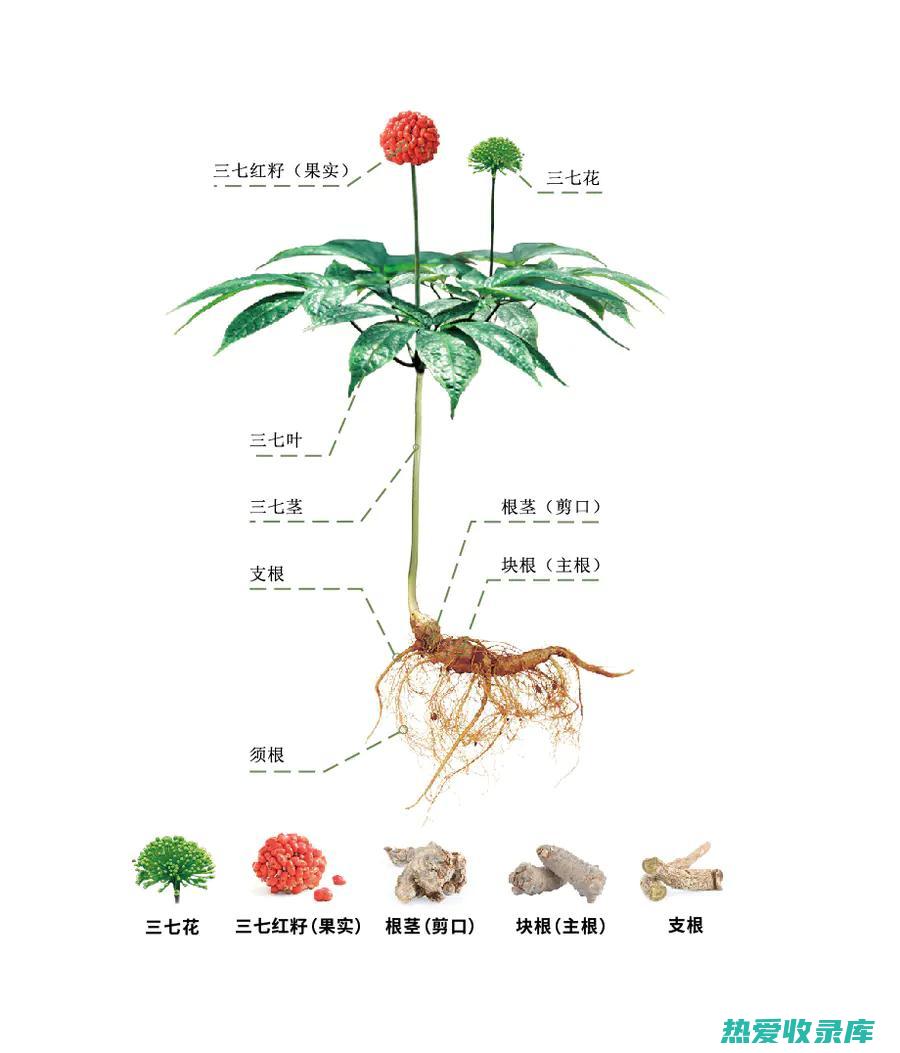 广三七的功效：用途广泛的传统中草药 (广三七的功效与作用及禁忌)