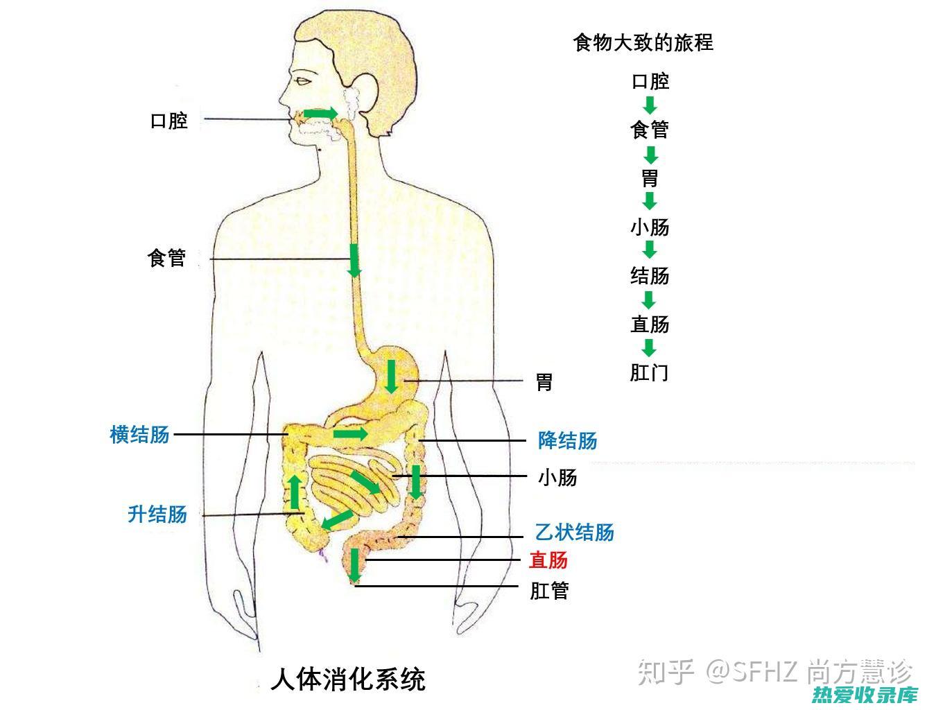 减轻消化系统症状(减轻消化系统的药物)