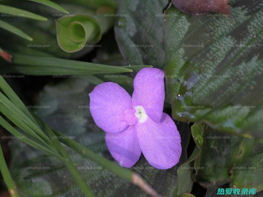 山栀花可食用吗