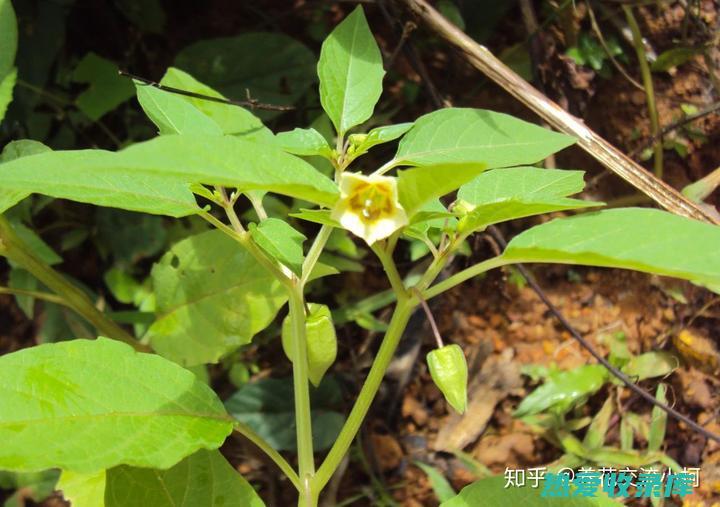 假酸浆：神奇的果实及其非凡功效 (假酸浆是什么)