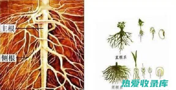 长豆根的功效：神奇又全能的根茎妙药 (长豆根的功效与作用)