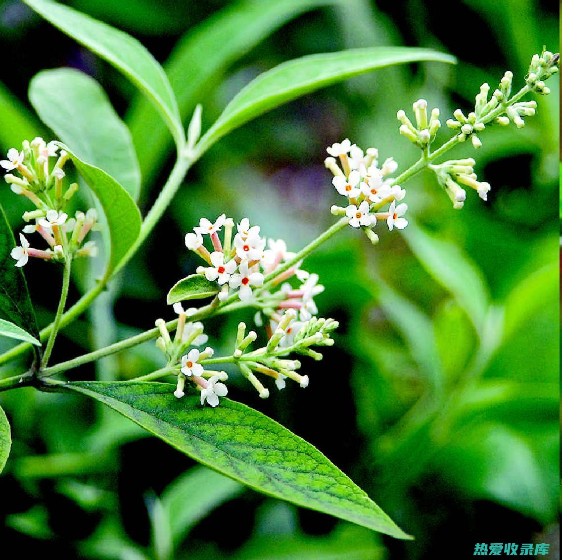 密蒙花的神奇功效与应用 (密蒙花的神奇功效和作用)