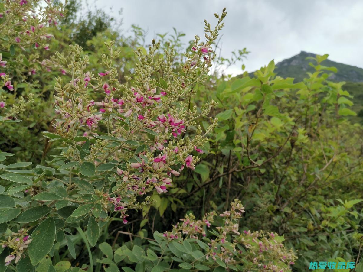 胡枝子简介