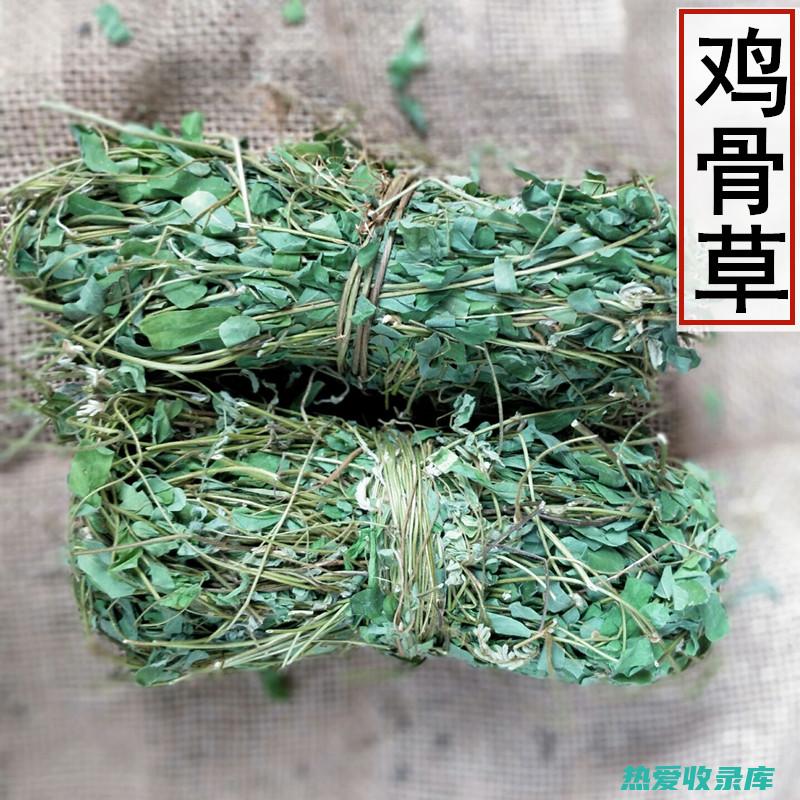 植物鸡肉草的神奇功效：图文详解 (植物鸡肉草的功效作用)