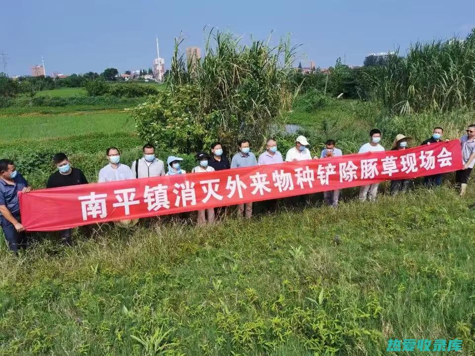 臭浦草对改善睡眠质量和消化功能的显著效果 (臭蒲草能治什么病)