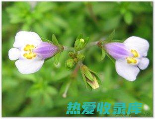 臭浦草：天然治愈力量，全方位呵护健康 (臭蒲草学名叫什么)