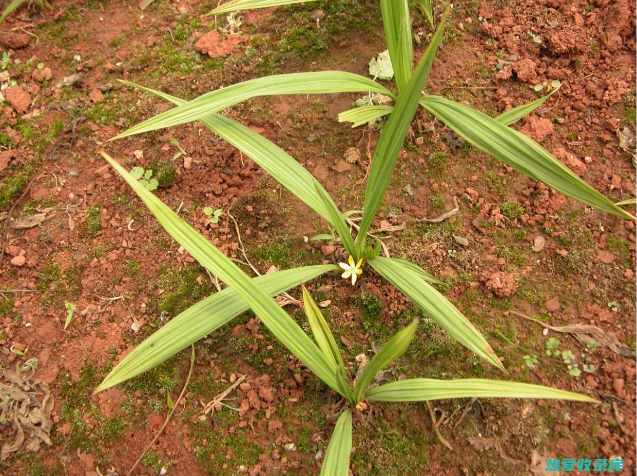 仙茅 - 功效强大且性比价高：全面解析其药用价值与市场定价 (仙茅的功效与作用点)