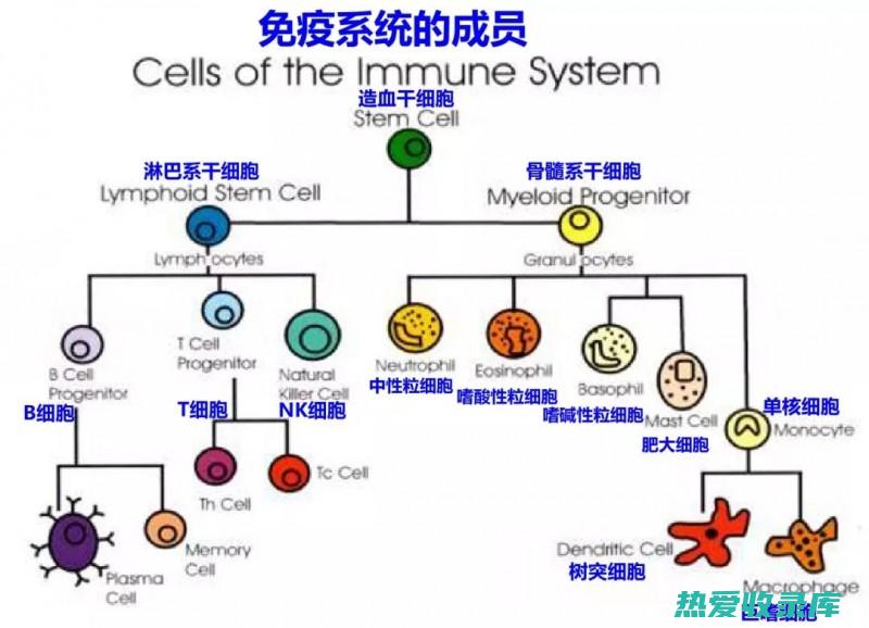 白榄根提升机体抗病能力探讨