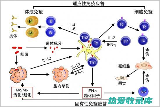 支持免疫系统