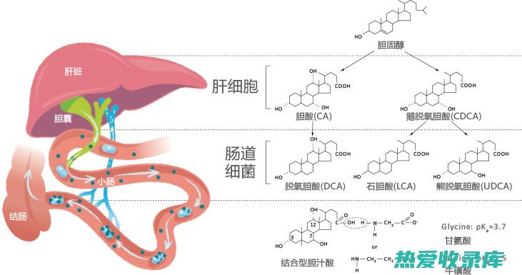 促进消化与代谢 (促进消化与代谢的食物)