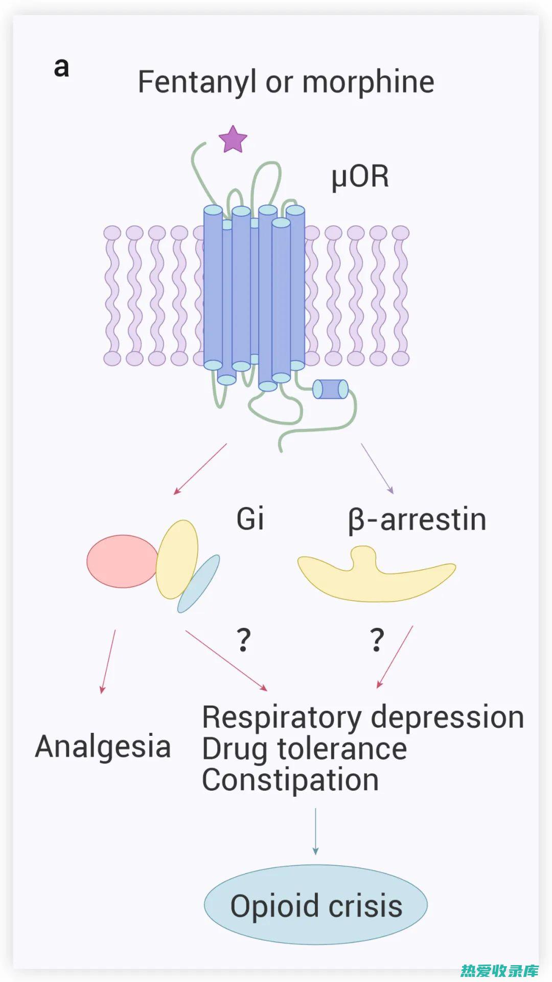 深入了解紫草的化学组成与生理影响