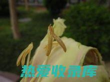 2. 木蝴蝶——功效多样：探索植物神秘，了解其在传统医疗中的独特作用 (木蝴蝶用法)