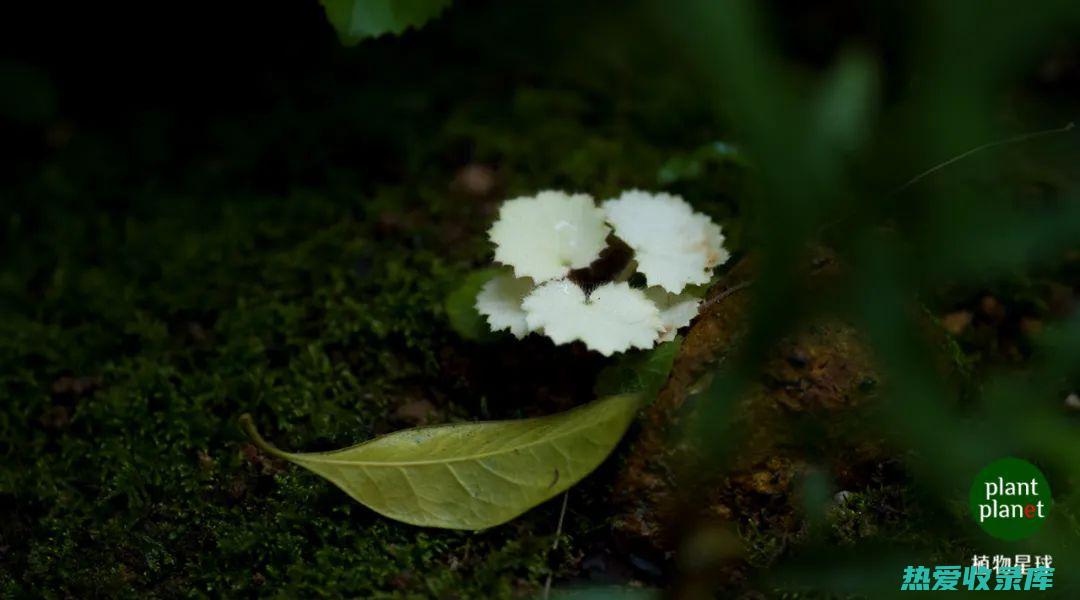 黑节草：从神秘草药到现代药房的全境攻略 (黑节草有什么用途)