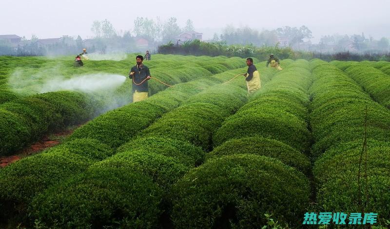 走进大药剂师