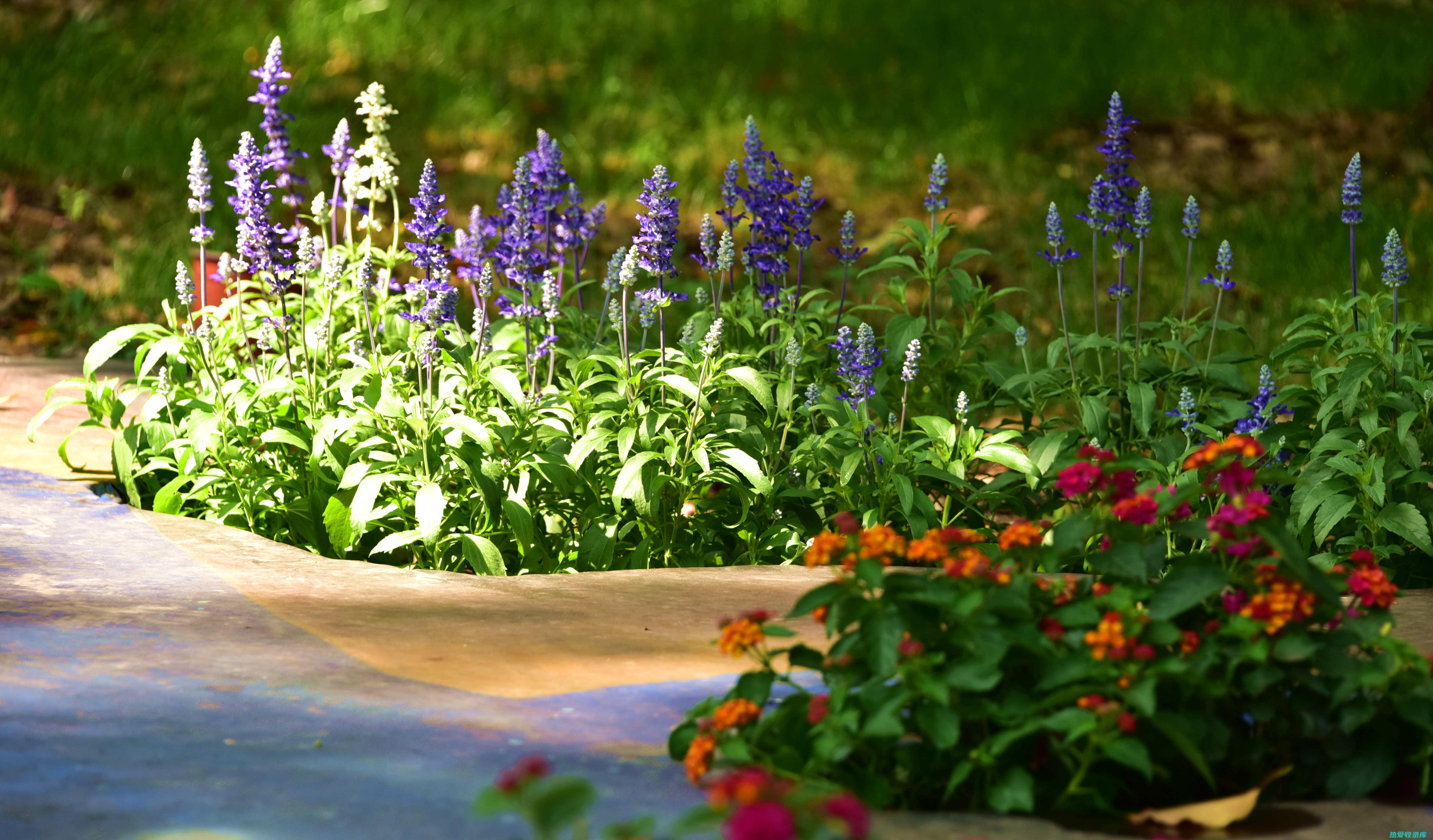 芳香植物学