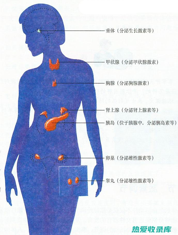 肥胖等问题