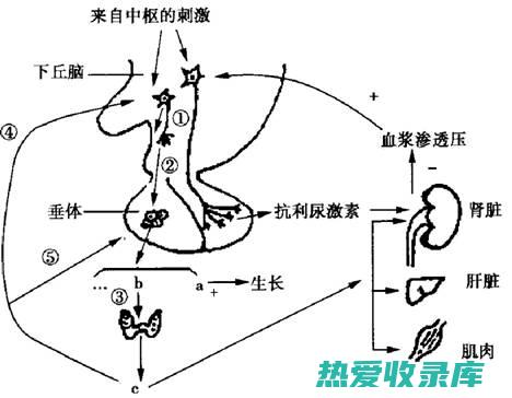 具有调节作用