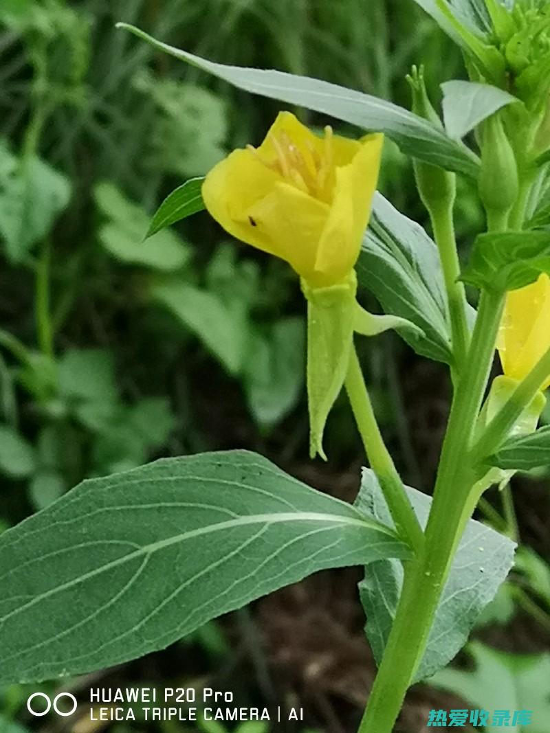 山芝麻图片与功效