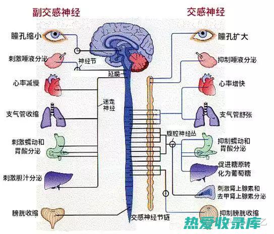 改善神经系统功能