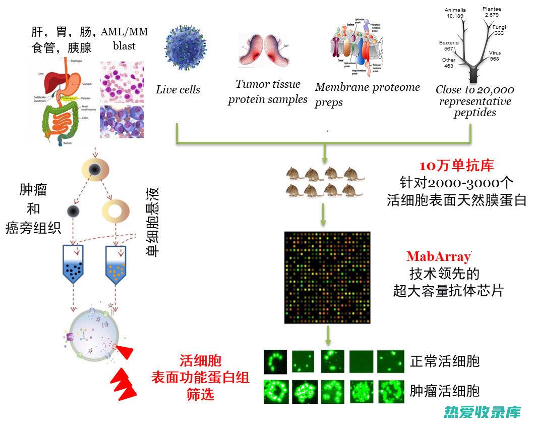 抗肿瘤潜力，为肿瘤治疗提供辅助 (抗肿瘤成功)