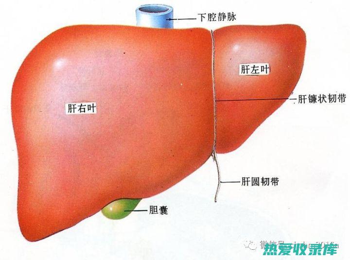 ⑧肝脏的清道夫：保护肝脏 (肝脏的清道夫是什么)