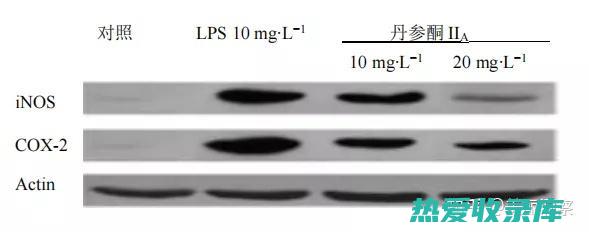 4. 抗炎作用，辅助治疗各种炎症性疾病。 (抗炎作用的药物有哪些)