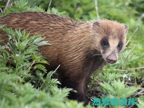 揭开猫獾肉的保健秘密：传统食疗中的新发现 (揭开猫獾肉的秘密)