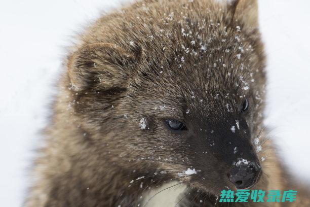 如何通过猫獾肉的食疗功能，提高身体抵抗力与健全机能？ (如何通过猫獾抓人)