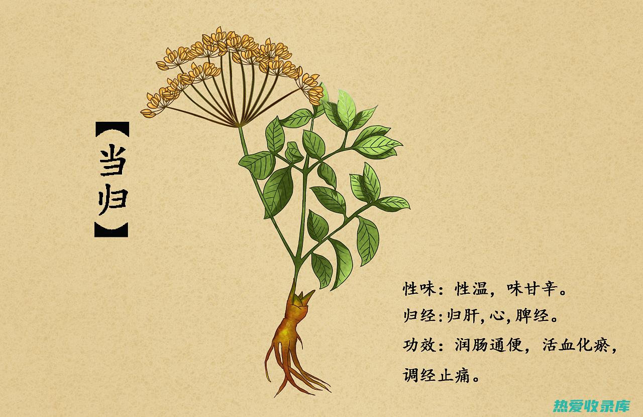 【药草传奇】蒲公英 : 润肺化痰与利尿消肿 —— 探索其在中药领域的广阔功效 (中草药传奇)