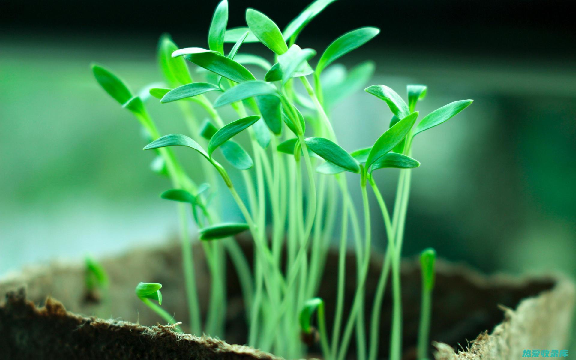 植物界的健康使者：六安草——中药功效深入解读 (植物健康作用)