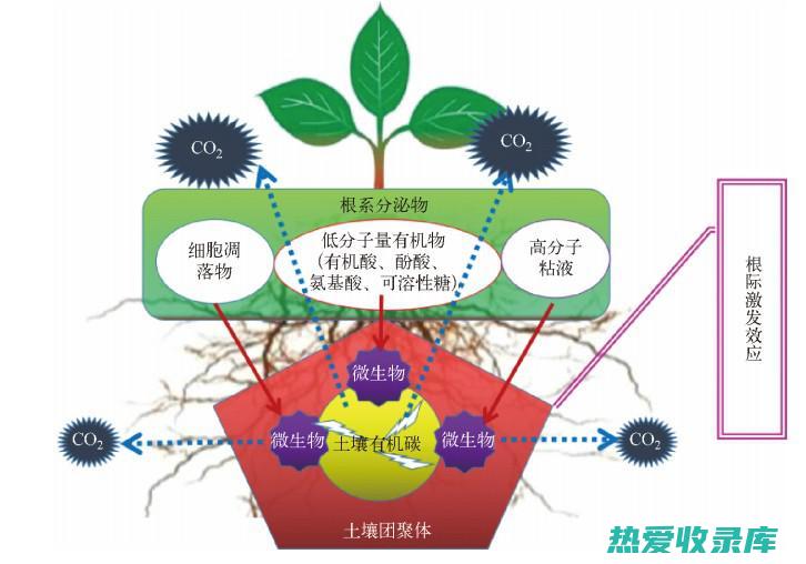 自然草药的循环促进效果