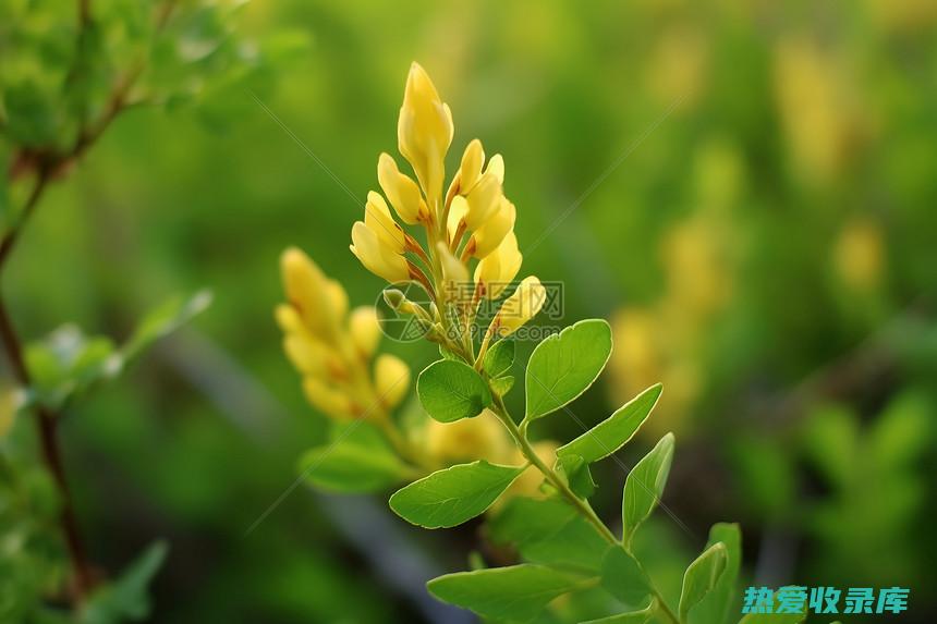 【药用价值显著】金银花——清热解毒、抗菌消炎的自然珍品 (药用价值的功效与作用)