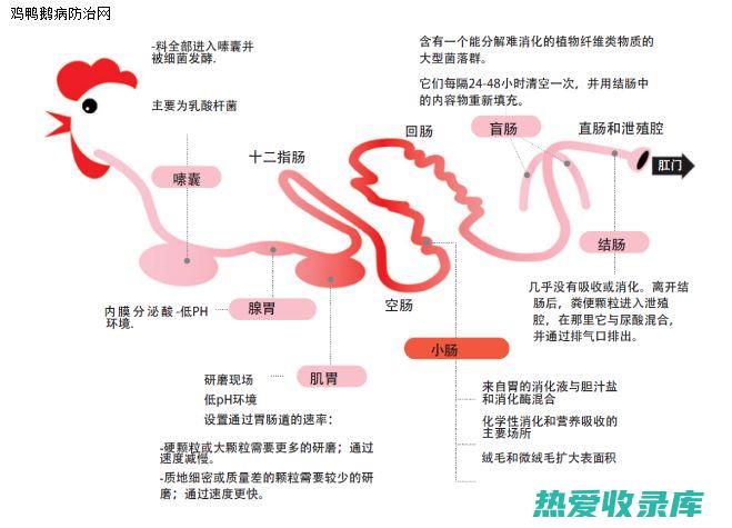 【鸡肠功效揭秘】：一份详尽的健康饮食向导 (鸡肠的功效与食用方法)