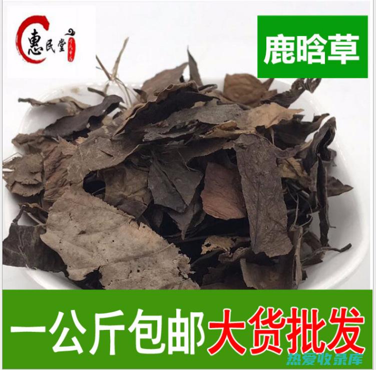 鹿含草：药用植物中的瑰宝，那么它的药效和价格如何？ (鹿含草药用功效)