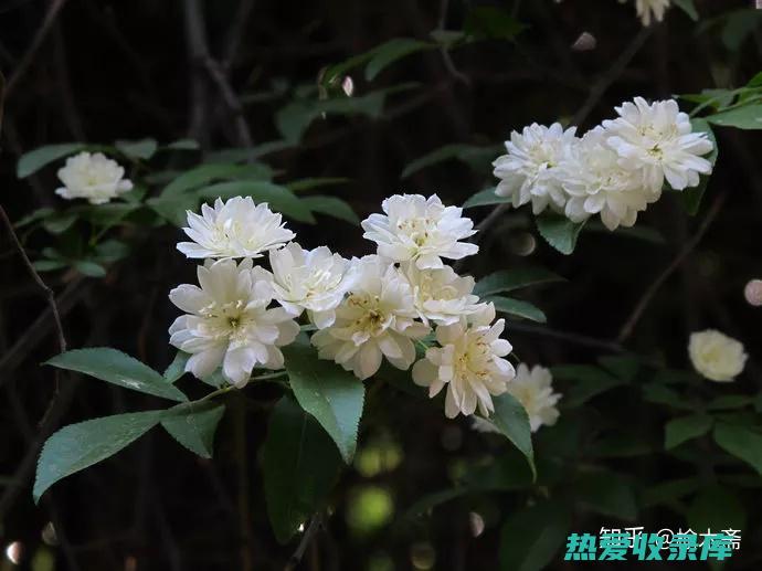 香花传奇