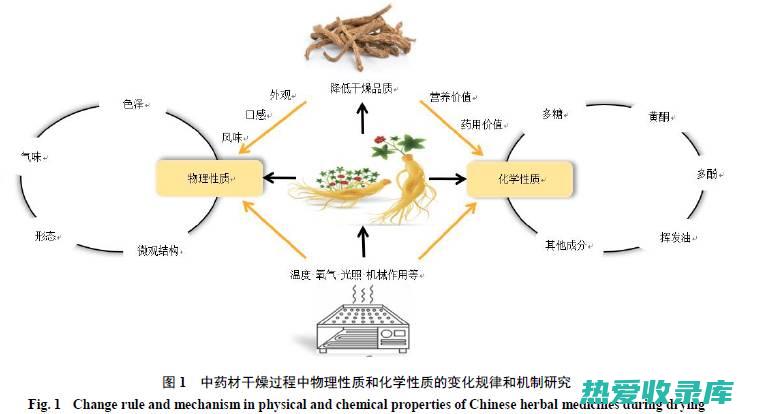 全面解析中药名词解释