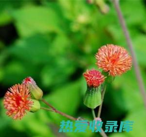 揭秘红心草：天然养生的植物草本，究竟拥有哪些神奇功效？ (红心草是什么)