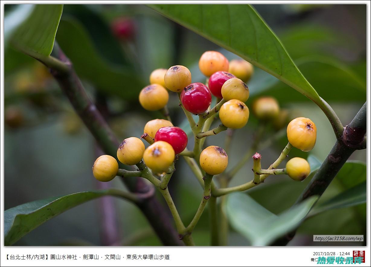 神奇九节草：揭开珍贵的药用植物背后的养生奥秘与健康益处 (九节草什么功效)